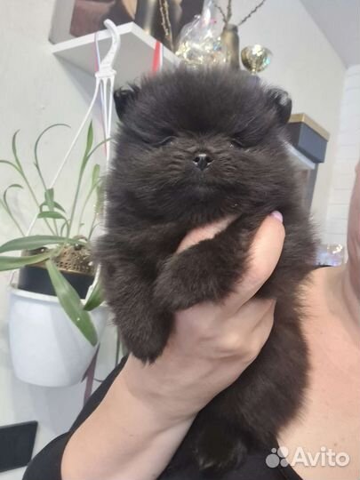 Померанский шпиц черный