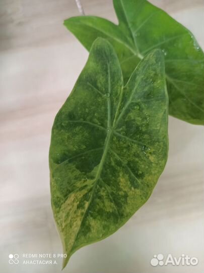 Алоказия Пинк Драгон вар