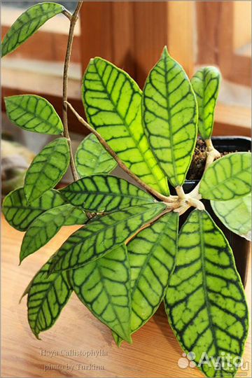 Комнатные разные