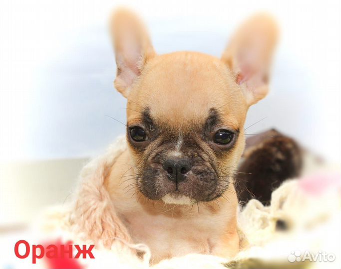 Французский бульдог щенки