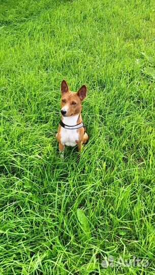 Вязка басенджи