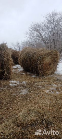 Сено в рулонах 2023года