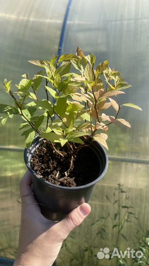 Спирея японская голдфлейм