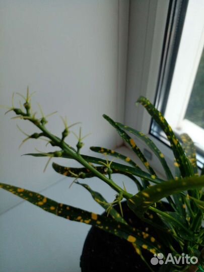 Кодиеум кротон 