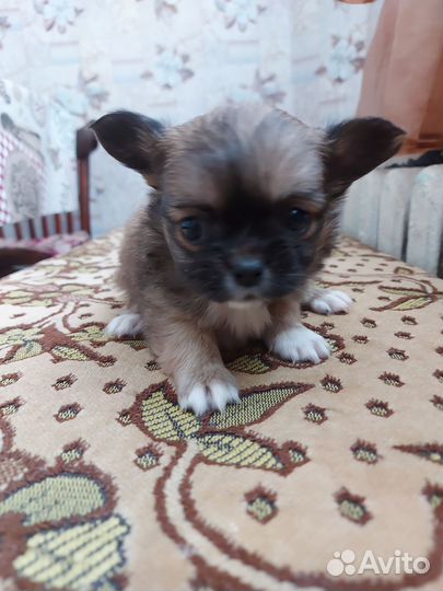 Щенки чихуахуа