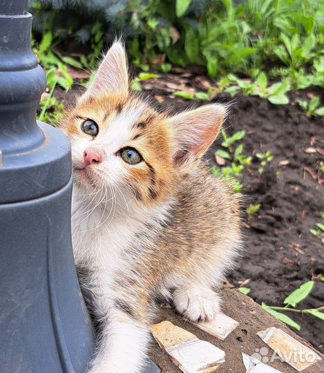 Котенок-мальчик