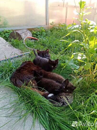 Котята в добрые руки