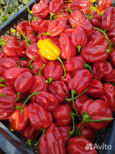 Перец супер острый