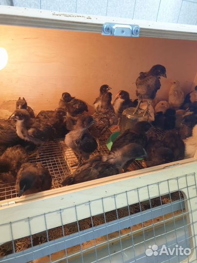 Цыплята помесные