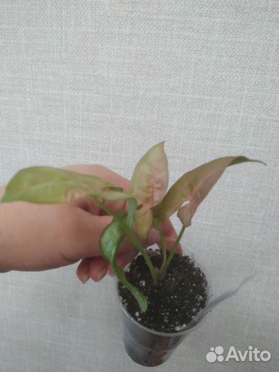 Сингониум Неон