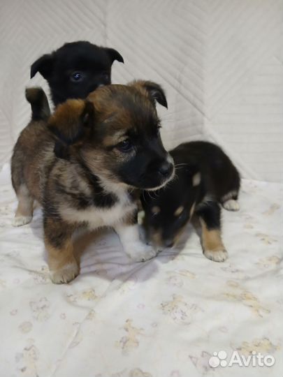 Отдам в добрые руки,маленьких щенят