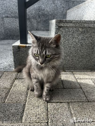 Кошечка в добрые руки