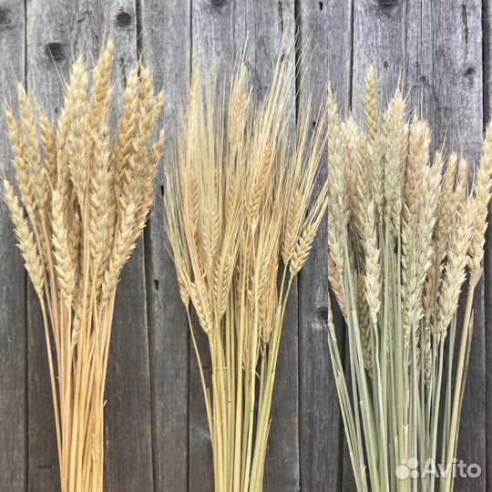 Пшеница сухоцвет