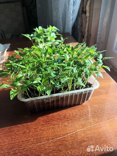 Перец болгарский сладкий