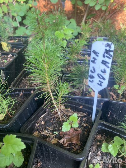 Сосна носатая