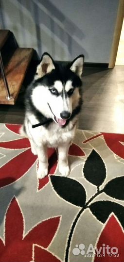 Вязка кобеля