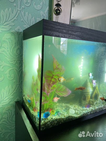 Аквариум