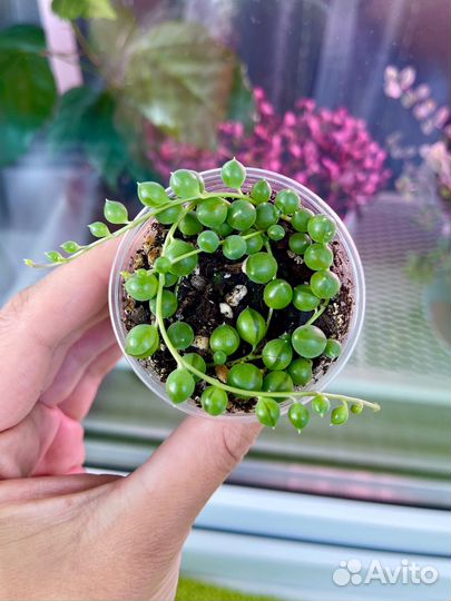 Крестовник роули