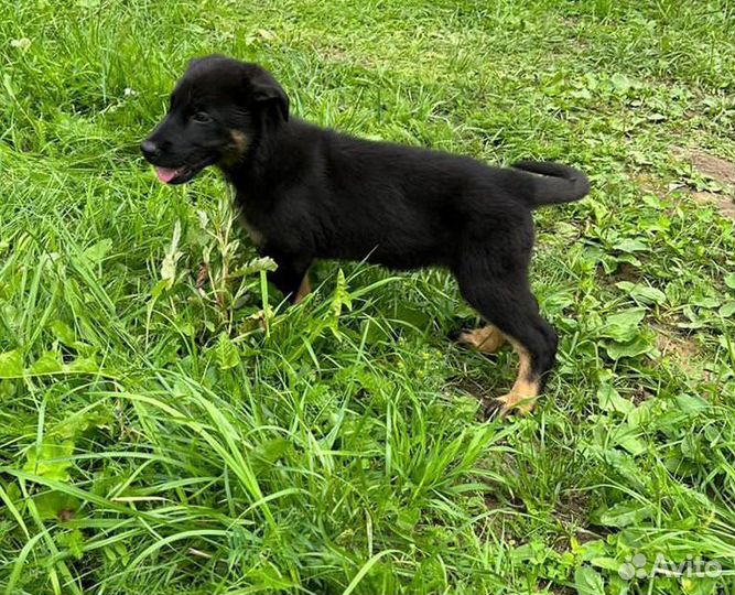 Щенки Восточно европейской овчарки