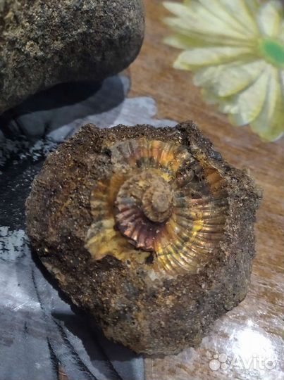 Окаменелости аммониты