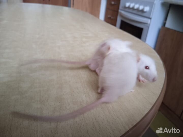 Крысы дамбо