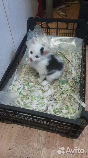 Домашние животные кошки