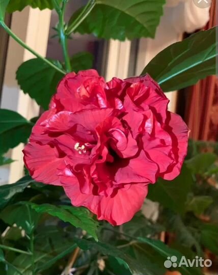 Гибискус китайская роза