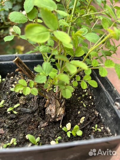 Роза почвокровная белая