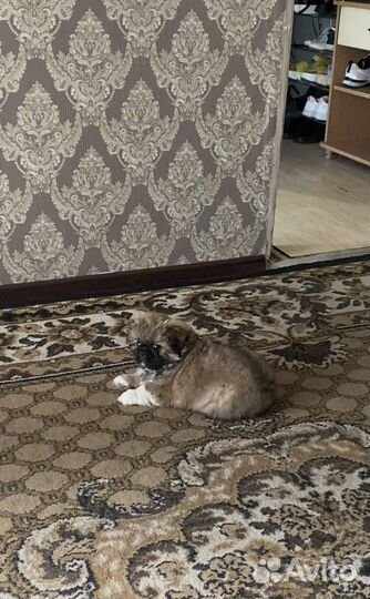 Щенки пекинеса