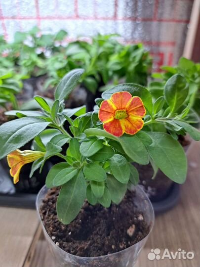 Вегетка от Елены