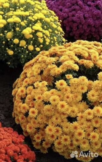 Хризаниема мультифлора
