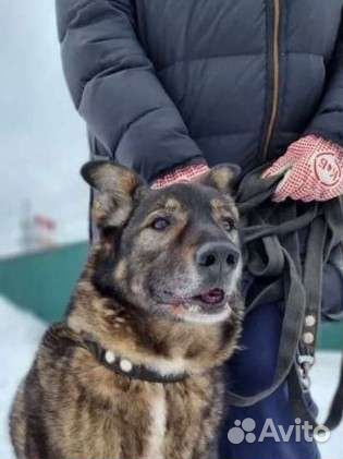 Собака в добрые руки из приюта бесплатно