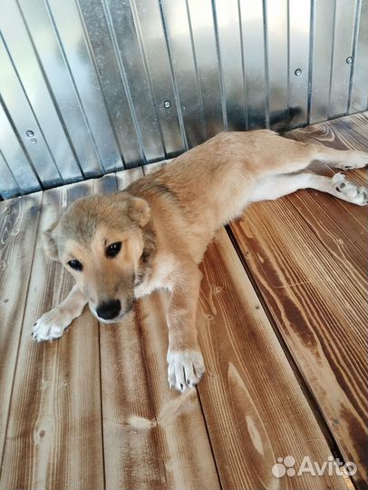 Собака в добрые руки