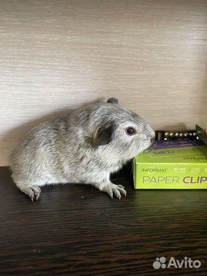 Породистые морские свинки агути шиншилловые