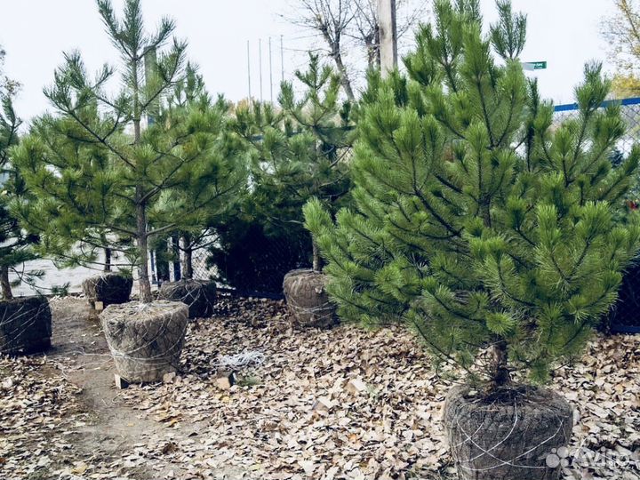 Сосна для посадки. Размеры от 1-6 метров