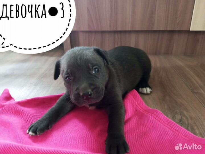 Щенки стаффорда
