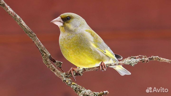 Canon ef s 55-250mm f/4-5.6 is stm