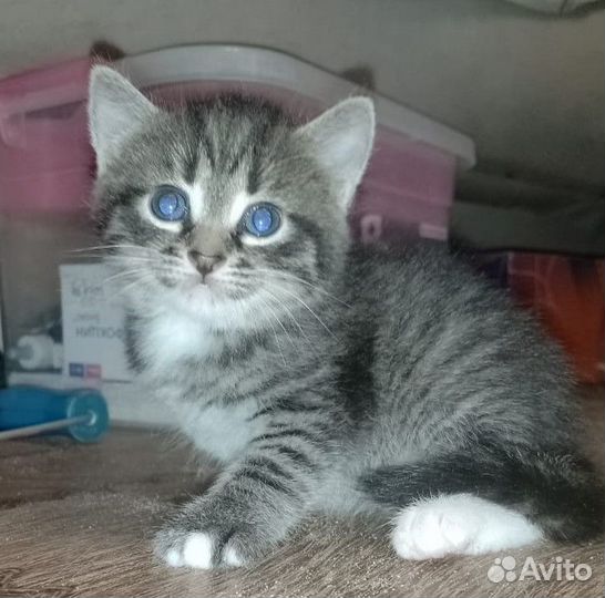 Отдам в добрые руки