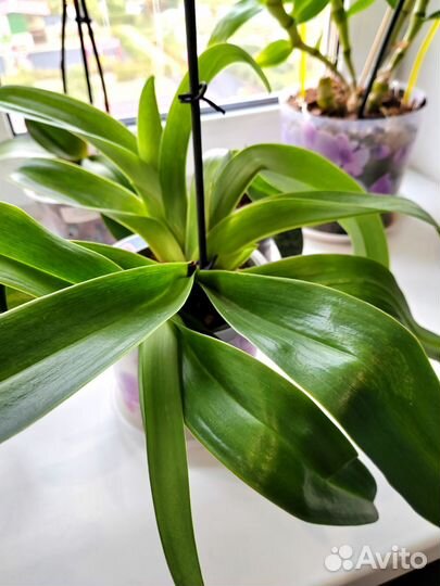 Орхидея пафиопедилум