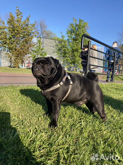 Мопс вязка мальчик