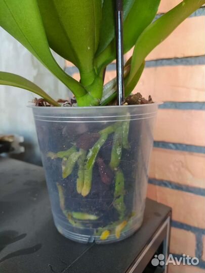 Орхидея фаленопсис биг лип