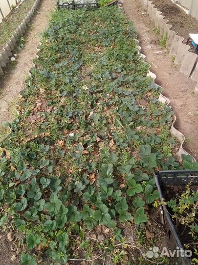 Продаю викторию