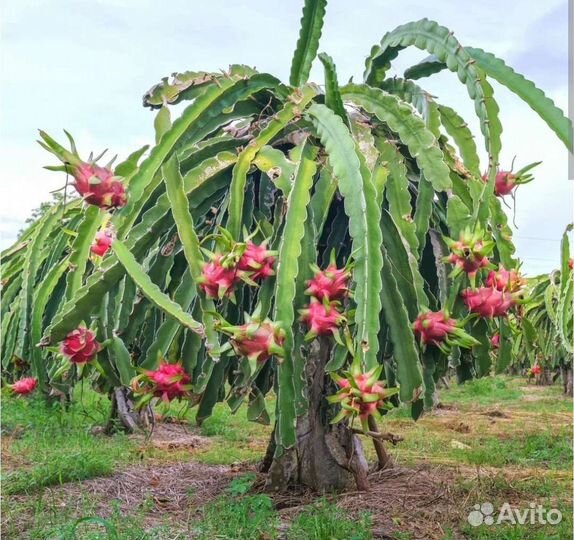 Питахайя. Семена