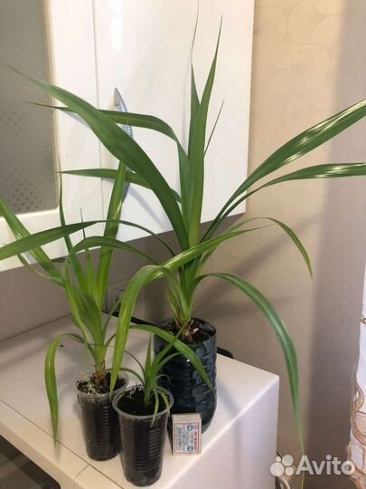 Пальма панданус