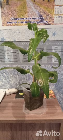 Комнатные цветы разные