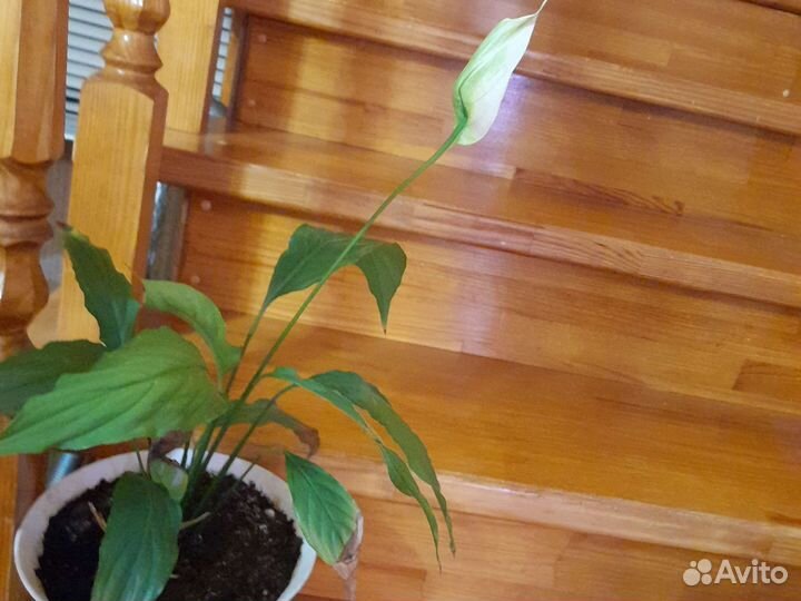 Спатифиллум (женское счастье)