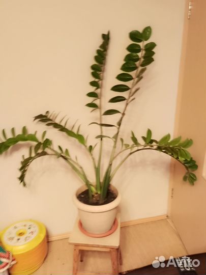 Замиокулькас