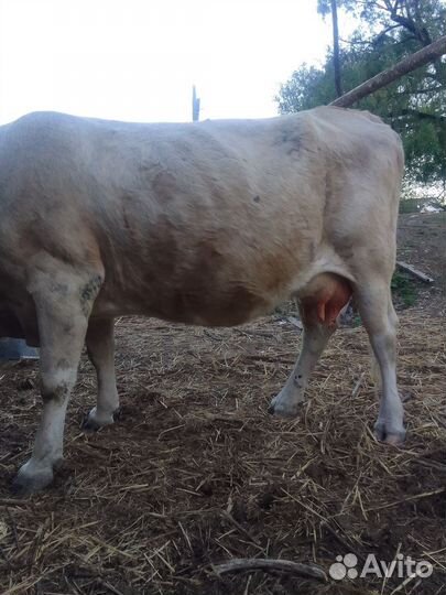 Корова дойная с теленком