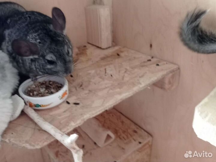 Золотая шиншилла