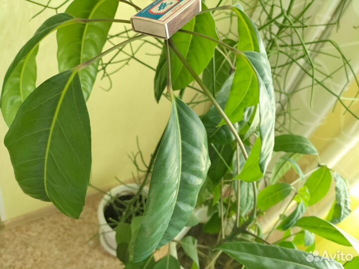 Шефлера крупнолистная-30см,с большой корневой сист